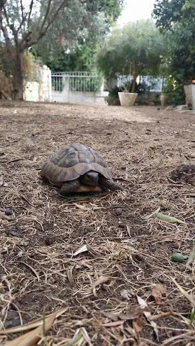 Il Giardino Incantato Su Forti